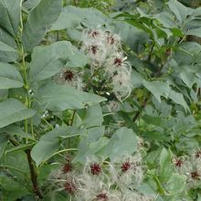 島の湖岸沿いにある植物（樹名未確認）