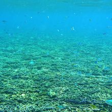 大神島の南側の沖の「琉球菊花珊瑚」の群生　通称キャベツ畑