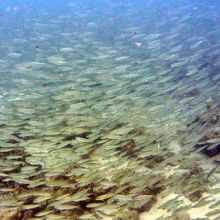 大神島の漁港の東側「多目的広場」の目の前の海のミジュンの群れ