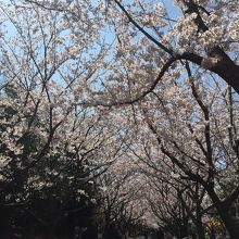 春は桜が綺麗