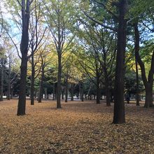 今は銀杏が綺麗です