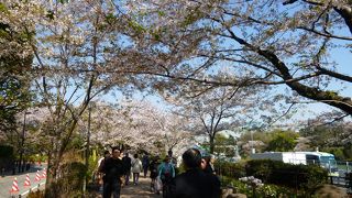 丁度終わりがけだけど桜の時期で・・・・