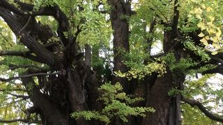 都の天然記念物