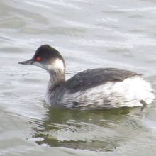 ハジロカイツブリ