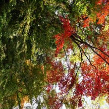 ２０１５年１１月２１日