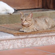 地域猫、かわいかった。