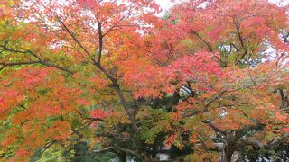 今年の京都の紅葉は残念。