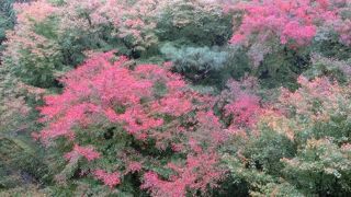 紅葉の盛時なら、朝早くに限る