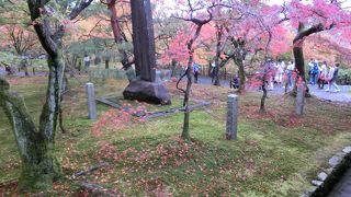 雨上がりの庭、風情溢れていた
