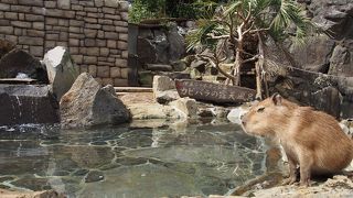 どうぶつ達に癒されます