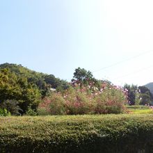 山の辺の道から見えたコスモスの花々。