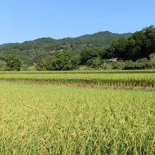 田園風景もあります。