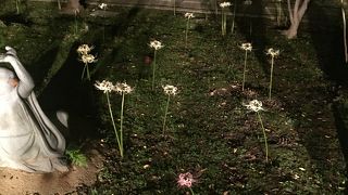 願掛け寺　香林寺ライトアップ