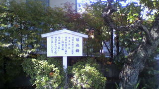 瑤泉院から賜った梅