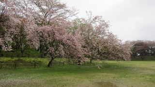 さくらと城の旅の最後は佐倉城！