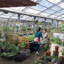 ここで苗が買えます