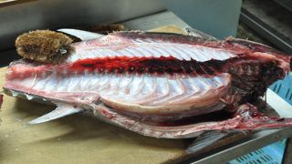 マグロの水揚げが日本一