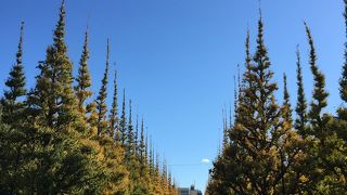 グルメといちょう