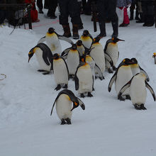 人気のペンギンパレード