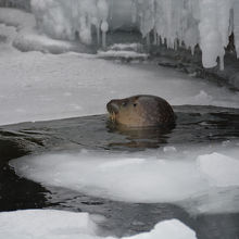 あざらし〜　つららがすごい・・