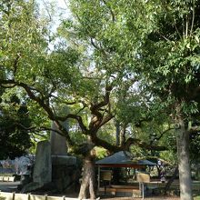 屋根の下に根っこだけ残る