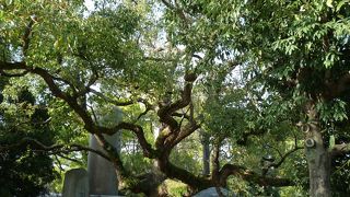 蓮如上人が袈裟をかけたという言い伝えがありますが根だけになっています