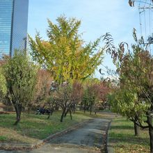 ３月中旬〜４月下旬と長く楽しめる