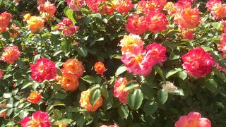 五月のバラ園がオススメ！！