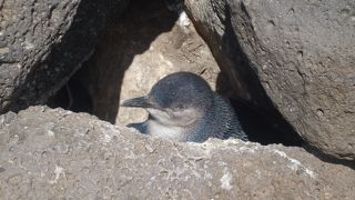 セントキルダビーチにいました。