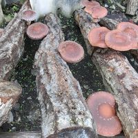 自家栽培のシイタケ。これもお土産にもらう。