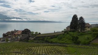 【Cully～Epess】ラヴォー地区の葡萄畑【2時間ハイキング】