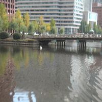 お濠には白鳥が