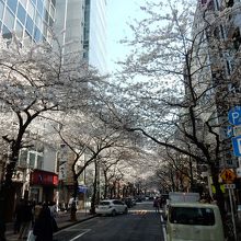 八重洲さくら通り 