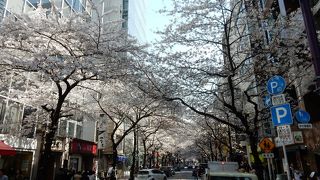 東京駅と日本橋を結ぶ通りに桜が咲き誇る