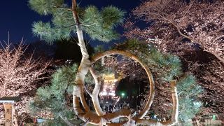 満月を模した松の木