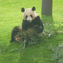 こんなに動き回るパンダははじめて