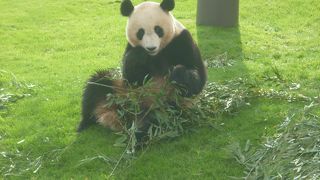 パンダに会いたい　アドベンチャーワールド