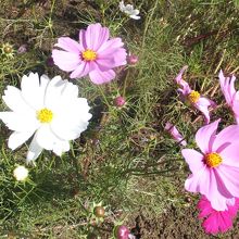 宮ノ下コスモス公苑