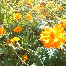 宮ノ下コスモス公苑