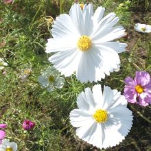 宮ノ下コスモス公苑