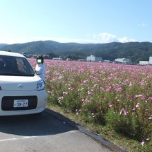 宮ノ下コスモス公苑