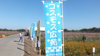 福井市内に出現するコスモス畑に、なんと約１億本が咲きます！！