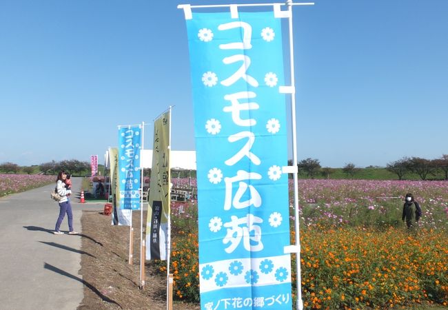 福井市内に出現するコスモス畑に、なんと約１億本が咲きます！！
