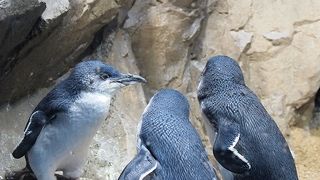 シルバーウィークに。。。