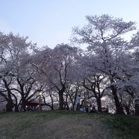 近くの公園の桜