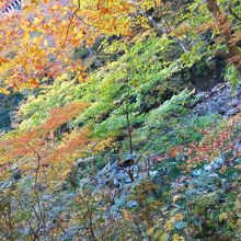 森と渓流に囲まれた穴場の温泉