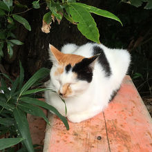 稲荷山に住みついていると思われる猫