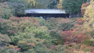 昔は桜の名所だったそうです。