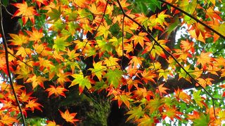 駅からの臨時バスも出ています。