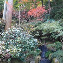 滝も流れており、滝つぼには鯉がいます